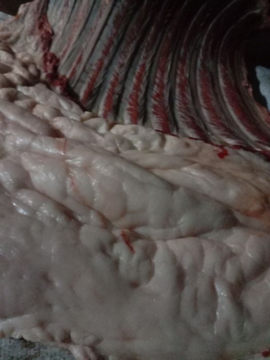 Продам мясо конина