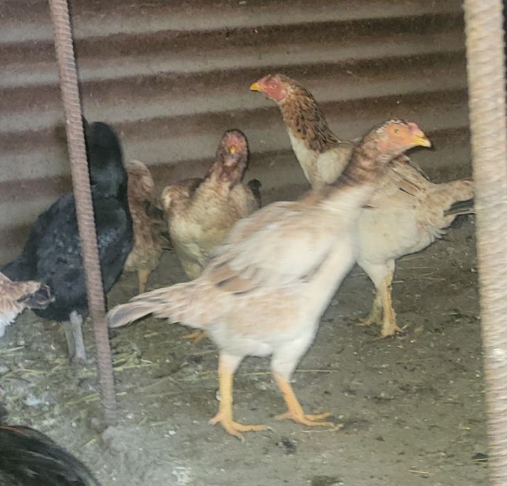 Даканки 7 тыс. Кокиобе 2