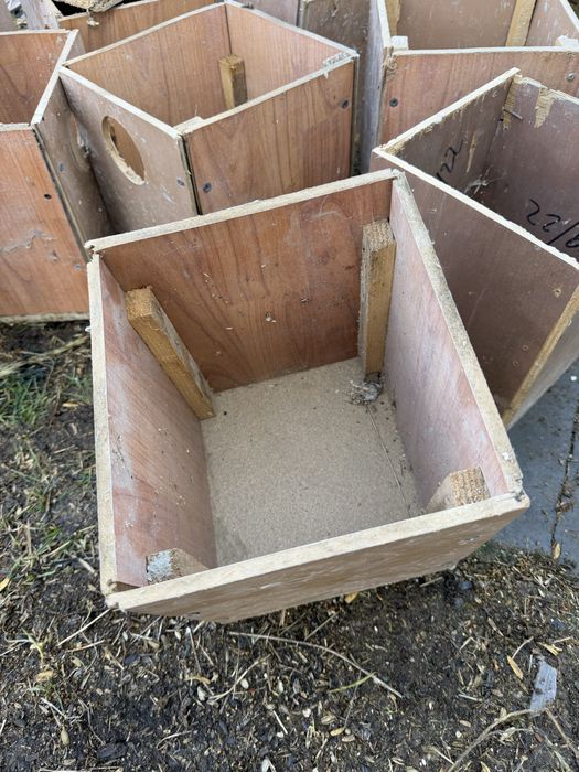 Cauibare papagali nimfe perusi micul alexandru agapornis