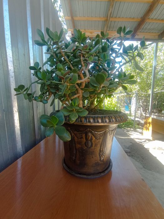 Цветы в больших горшках