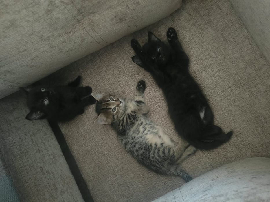 Отдам котят 1 месяц