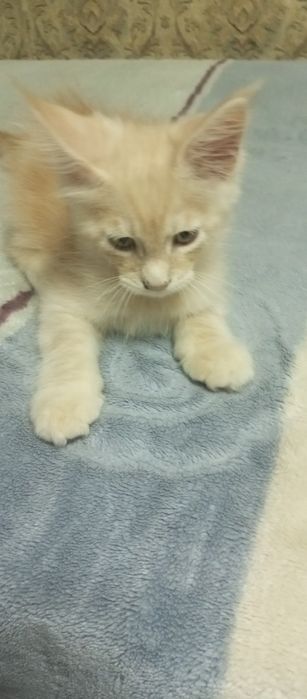 Котёнок Мейн кун