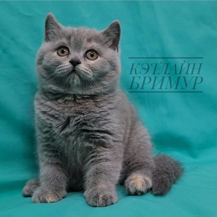 Британские котята из питомника!