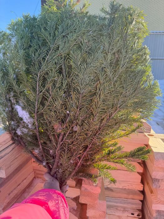 Новогодние ели.