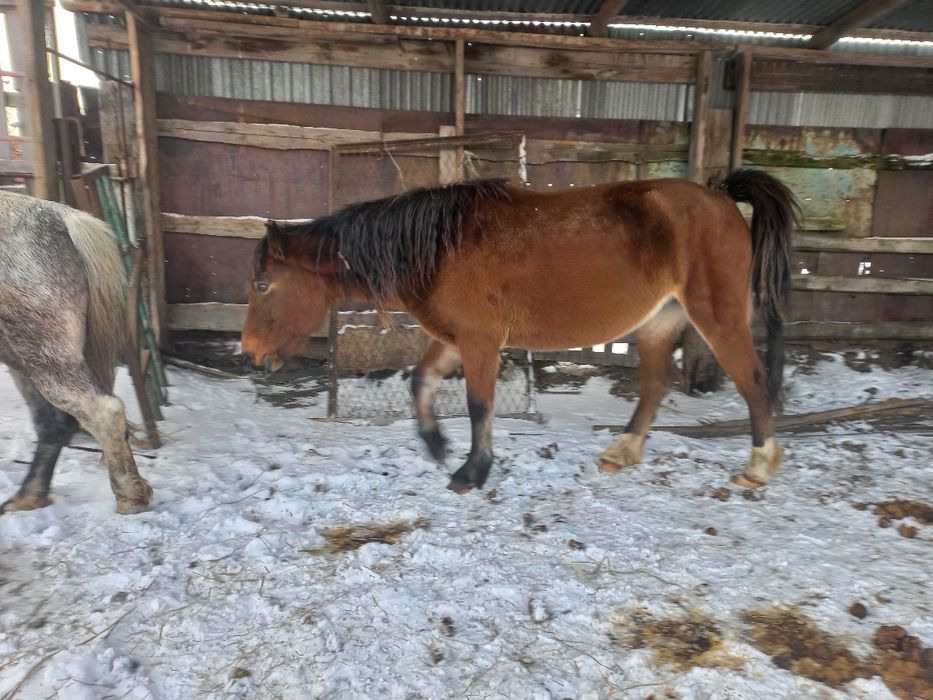 Продам жеребых кобыл !