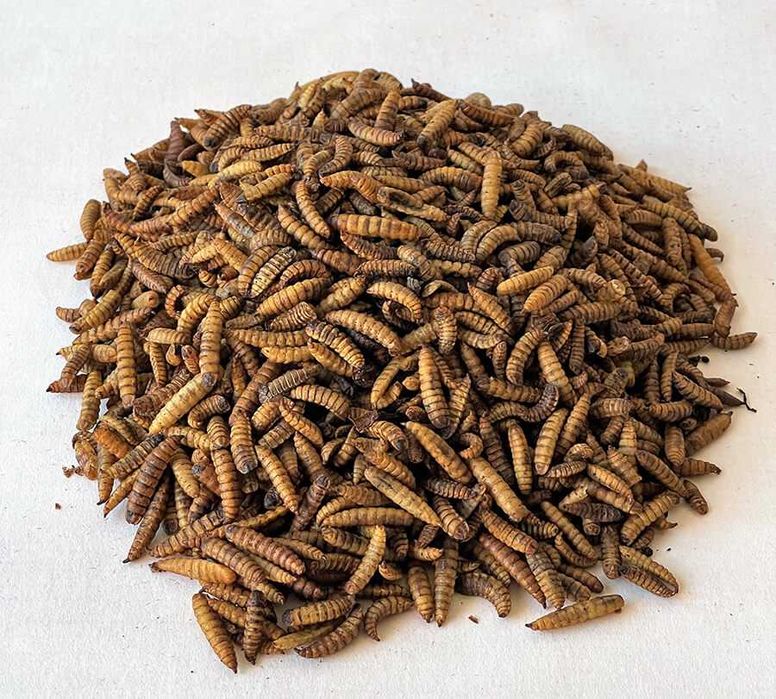 Сушёная личинка Чёрная львинка/quritilgan qora askar chivin lichinkasi