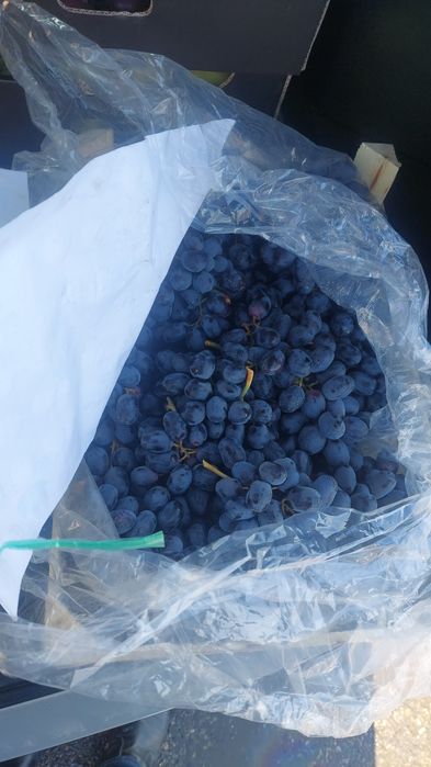 Обыш,Фрутти даставка жасаймыз