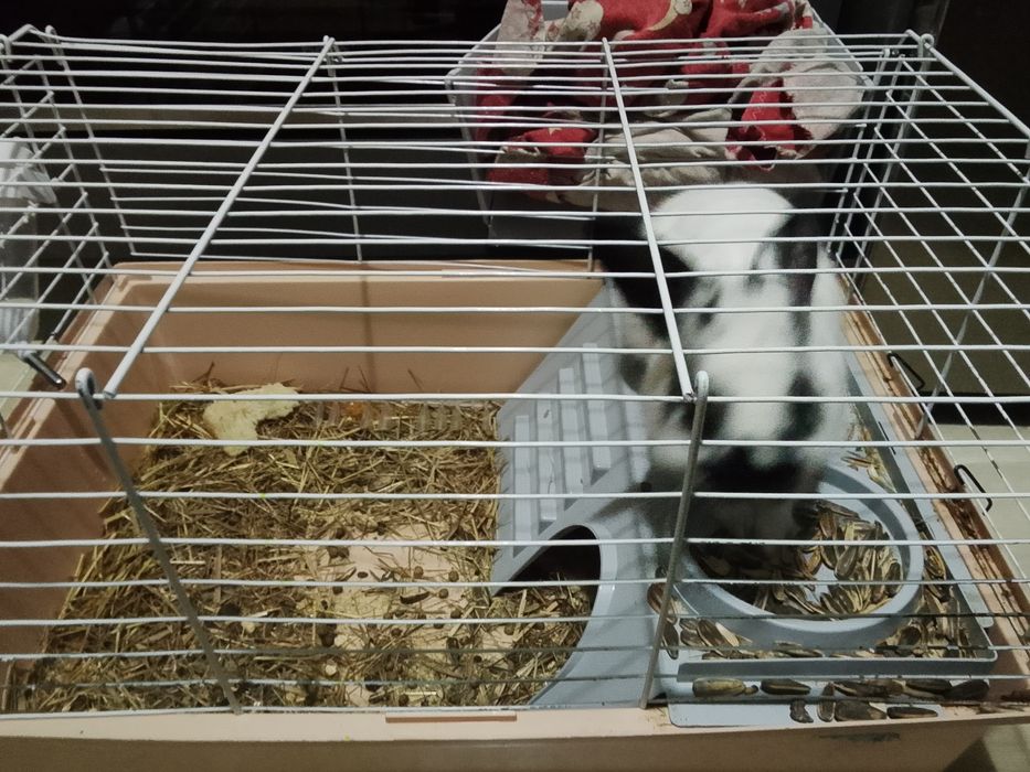 Декоративный кролик