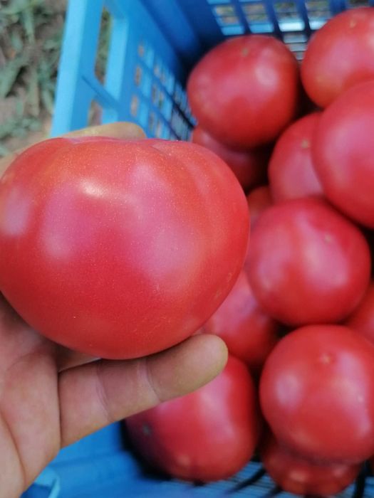 Продава се Земеделски имот в Търговище, Промишлена зона -  кв.м за 8334 €/дка - Снимка #10