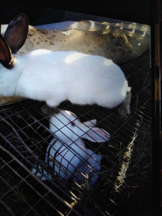 Iepuri 3 femele și 1 mascul