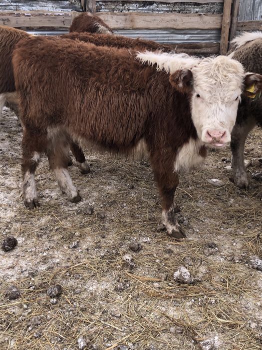 30 бас ұрғашы торпақтар сатылады