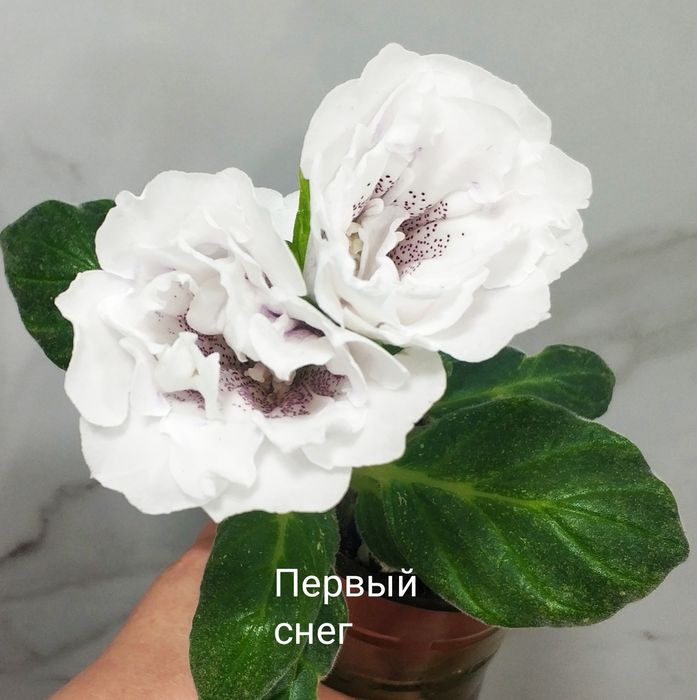 Глоксинии в цвету.