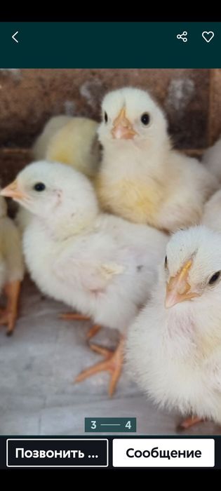 Продам подросщенных бройлеров.