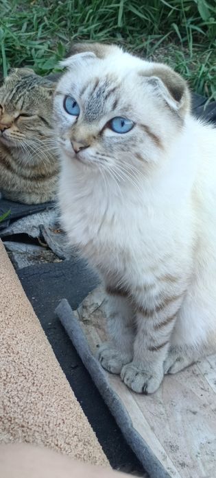 Продам котика 7 месяцев Шотландец