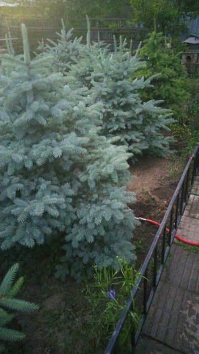 Саженцы деревьев