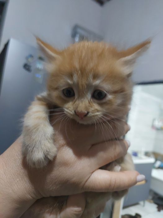 Продаются котята