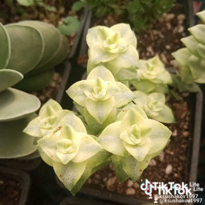 Суккуленты и композиции,выращенные в Алматы