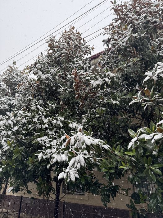 Magnoliya Декоративное дерево Магнолия – украшение для двора и сада