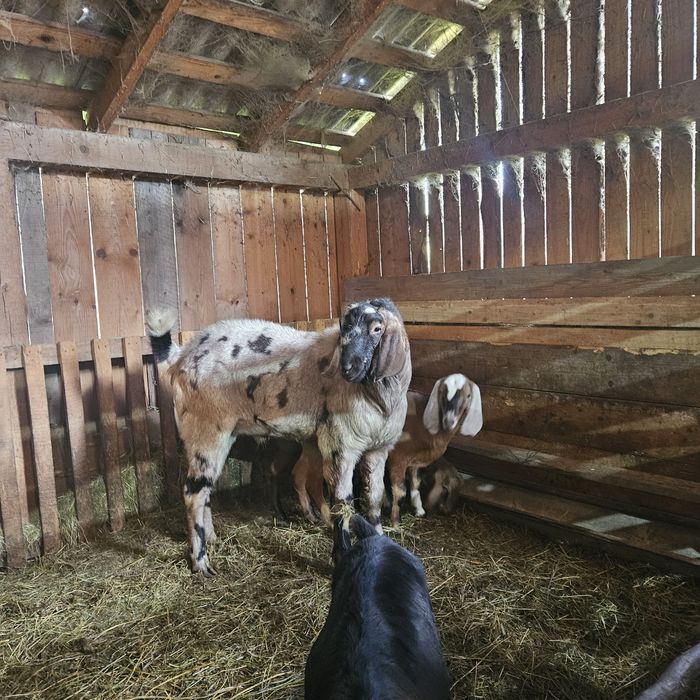 Vând tap anglo-nubian