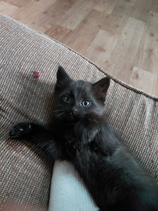 В добрые руки котенок-девочка