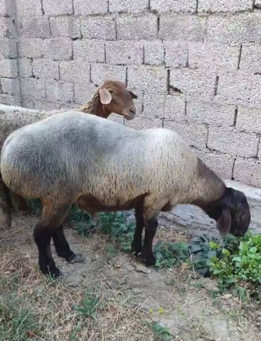 Qoʻchqor sotiladi