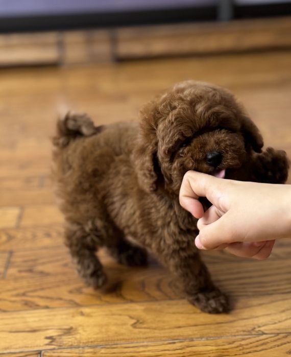 Poodle mini toy pedigree