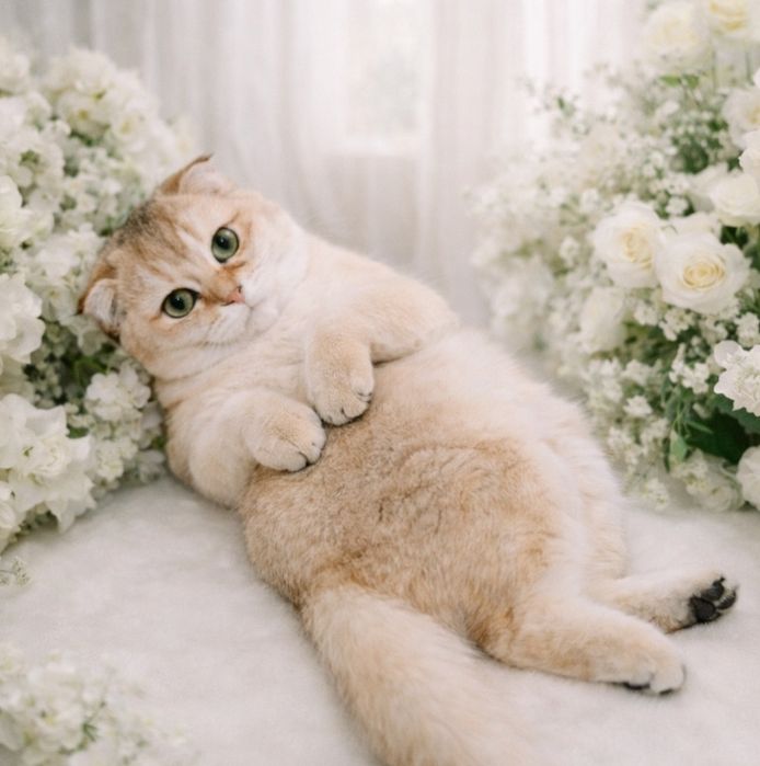 Котенок Плюшевая золота Шиншилла