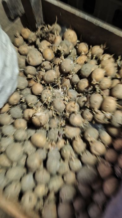 Cartofi de sămânță