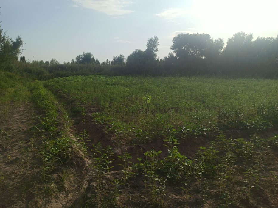 Jay satiladi Nokis rayon