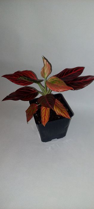 Продам  Аглонемы