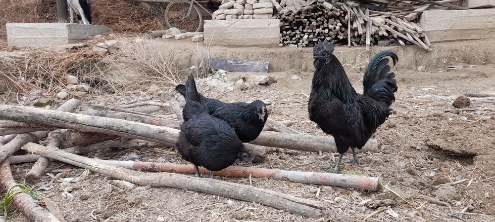 Aym cemani tuxumlari sotiladi 10 mingdan
