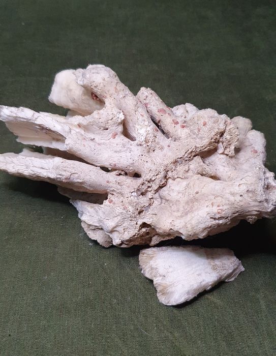 Морской коралл с Карибского моря