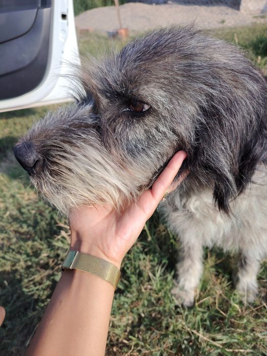Adoptie urgenta cățelușa talie mare
