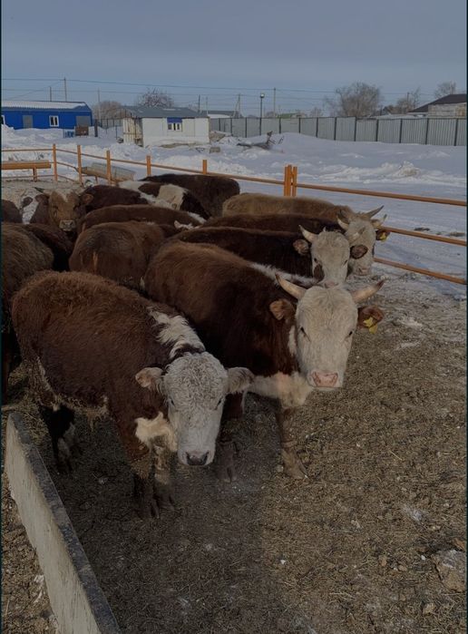 Продам бычков с откорма 40 голов