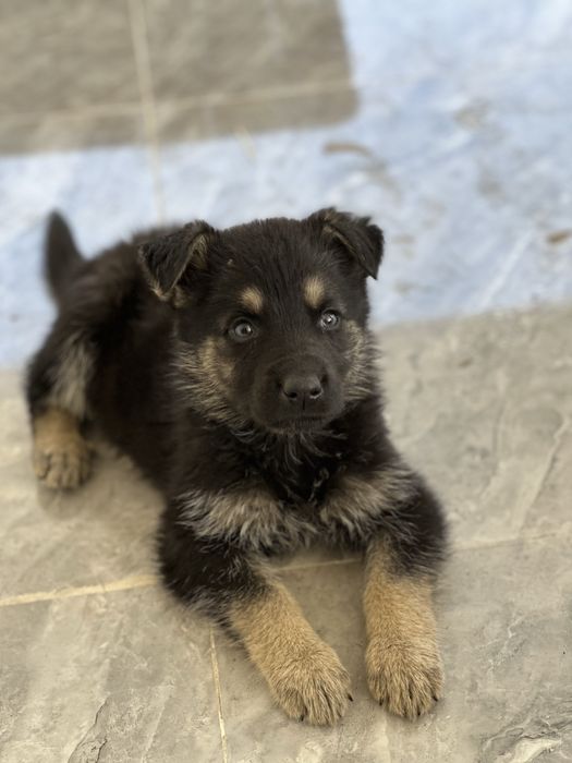 Немецки овчарка