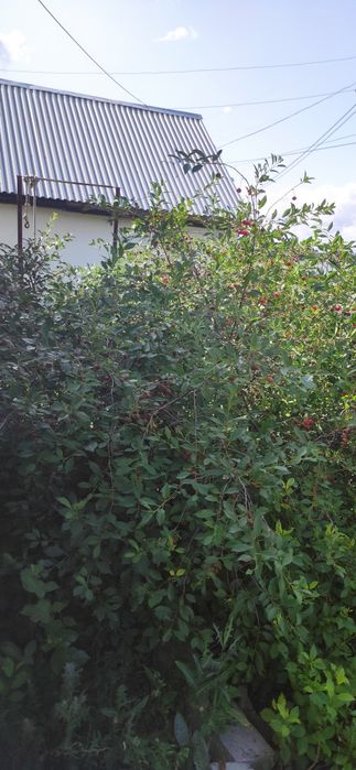 Продам дом не дорого торг есть