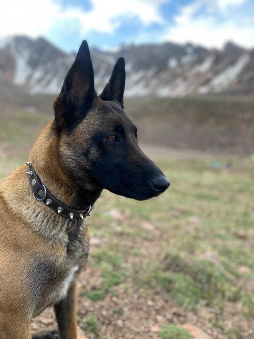 Продаются щенки бельгийской овчарки (малинуа)