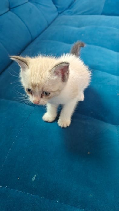 Котята бесплатно в добрые руки