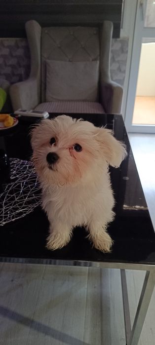 малтийска болонка