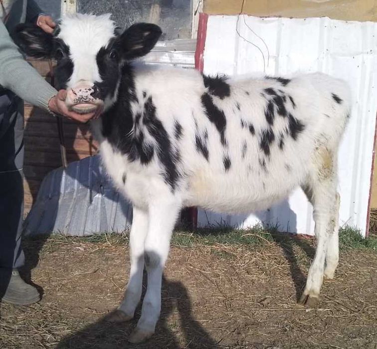 породистые телочки