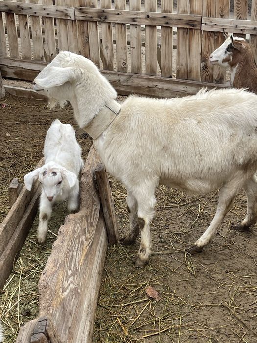 Нуб пародистая сауынды ешкі