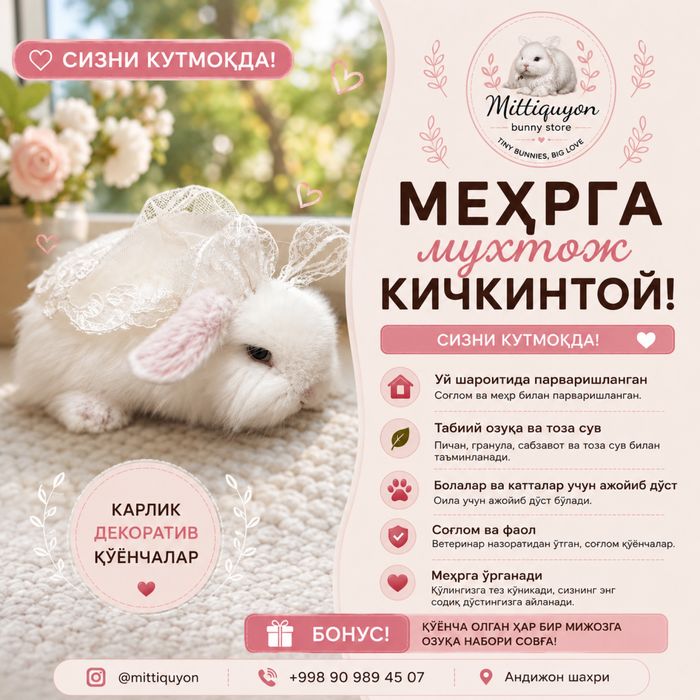 Кролик порода карлик баран минилоп