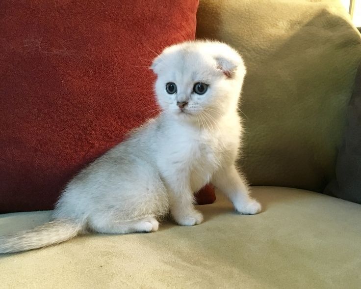Шиншилла серебристая котятята