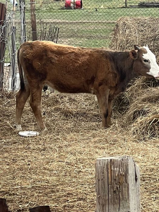 сиын бузауымен сатылады.              .                              .
