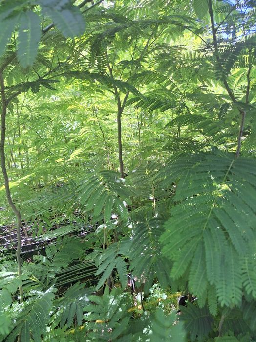 Arbore de matase parfumat