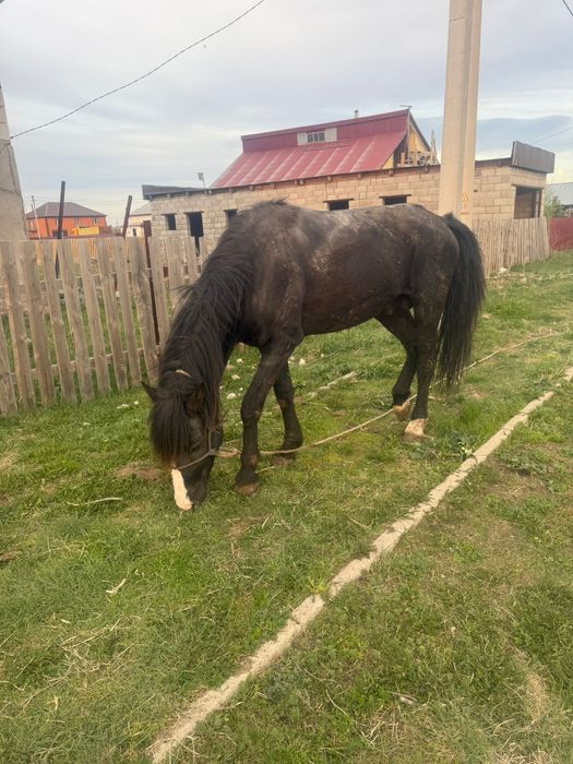 Айғыр дөнен мінгі жуас