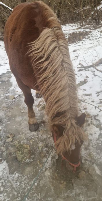 Cal de vanzare mai multe detali la numarul de telefon