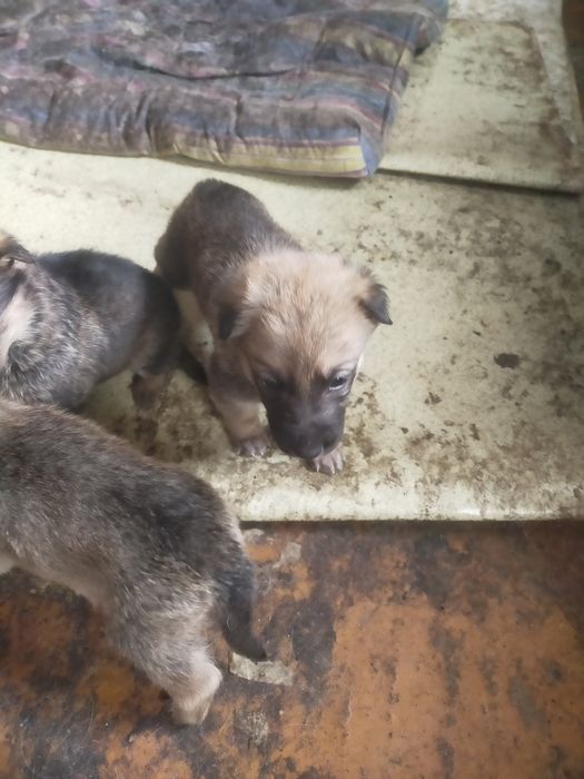 Щенки немецкой овчарки