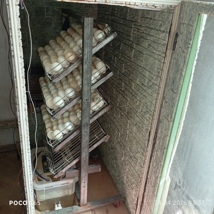Инкубатор большой продаётся 300 яиц