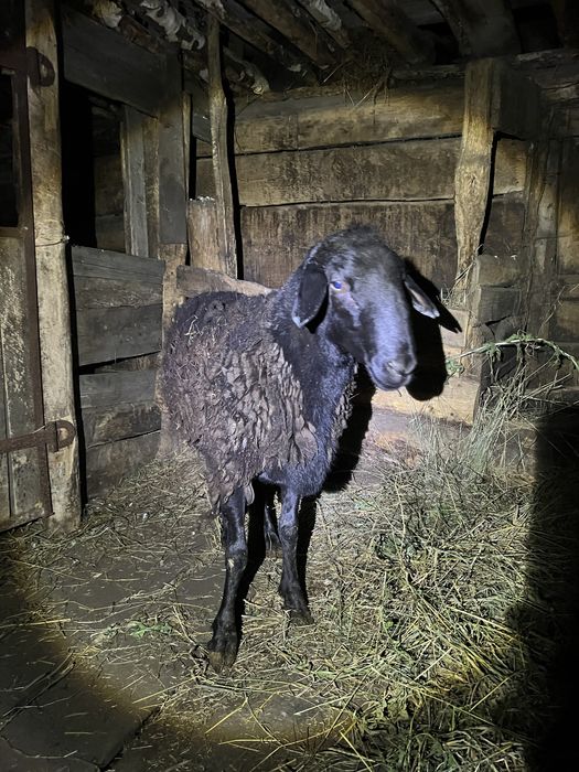 Баран производитель